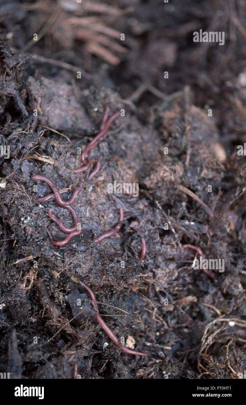 Compost worms hires stock photography and images Alamy