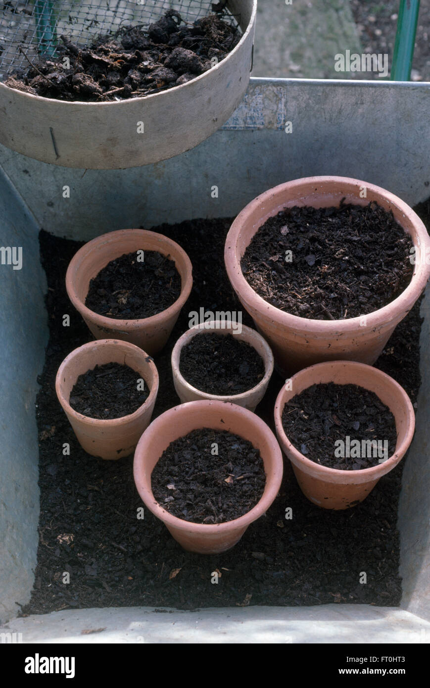 Close-up of wheelbarrow with group of terracotta pots filled with ...