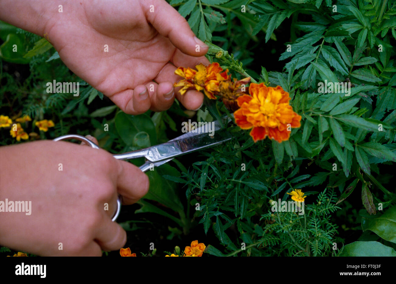 Close-up of hands dead-heading Tagetes Stock Photo
