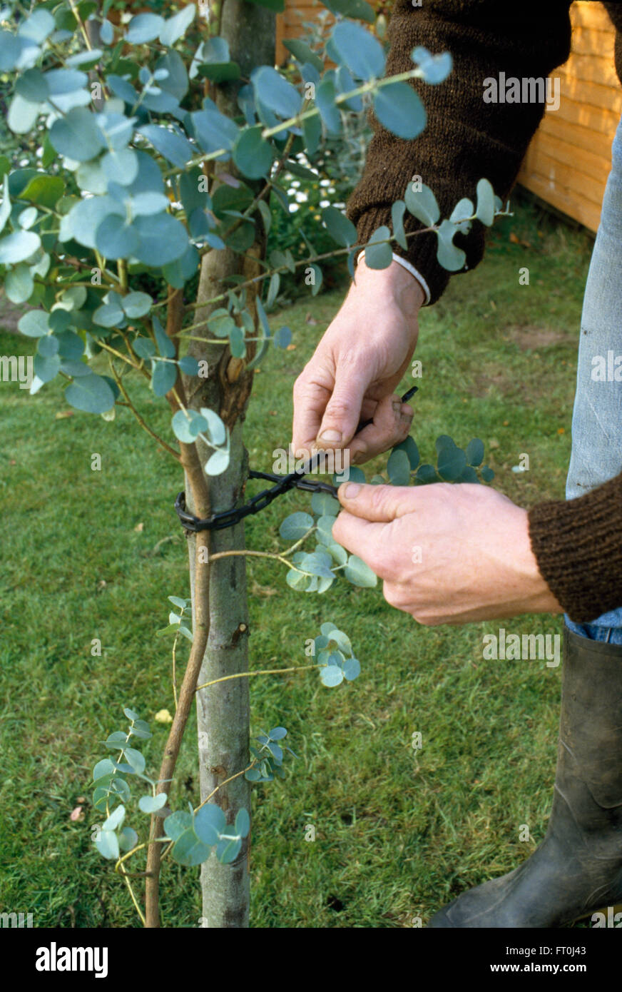 Close-up of hands tying in a small, newly planted Eucalyptus tree to a wooden stake Stock Photo