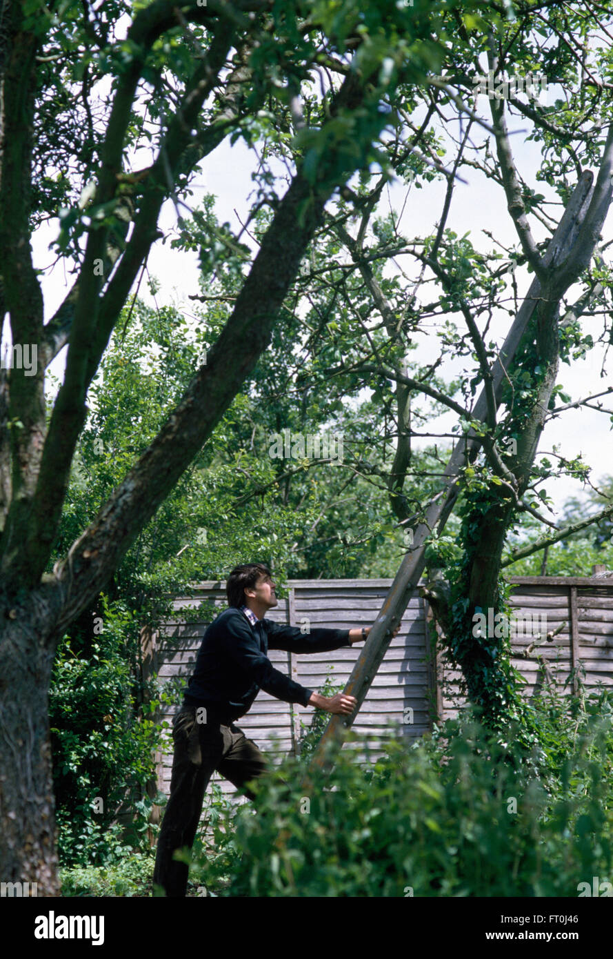 Gardener placing a ladder against a tree before pruning     FOR EDITORIAL USE ONLY Stock Photo