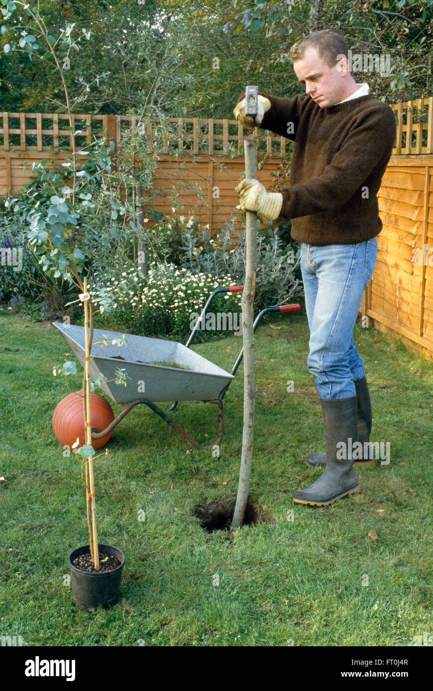Gardener hammering a wooden stake in lawn before planting a small tree FOR EDITORIAL USE ONLY Stock Photo