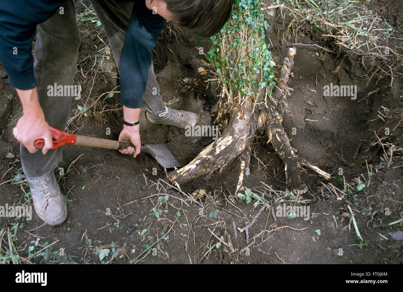 Close-up of a gardener digging out the roots of a small tree     FOR EDITORIAL USE ONLY Stock Photo