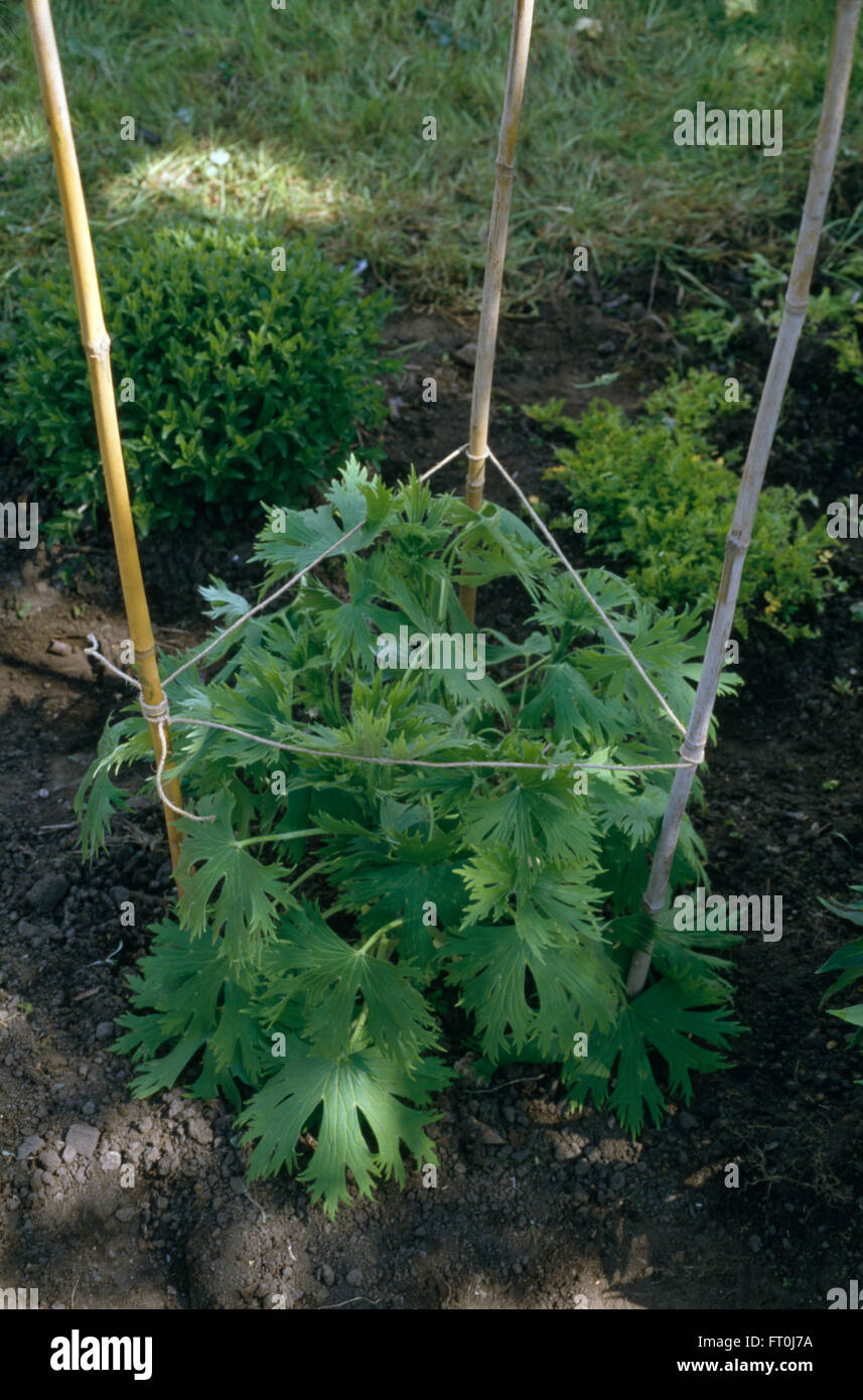 Close-up of a delphinium with bamboo cane and string support Stock Photo