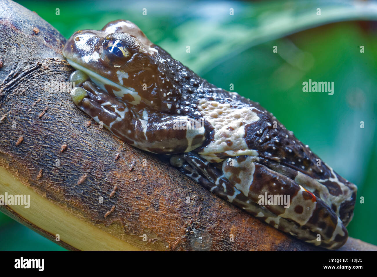 Mission goldeneyed tree frog or Amazon milk frog (Trachycephalus