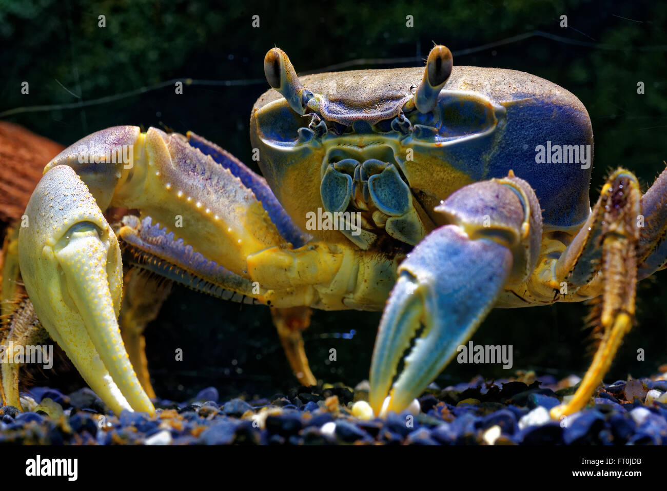 Rainbow crab (Cardisoma armatum) is a species of terrestrial crab. Stock Photo