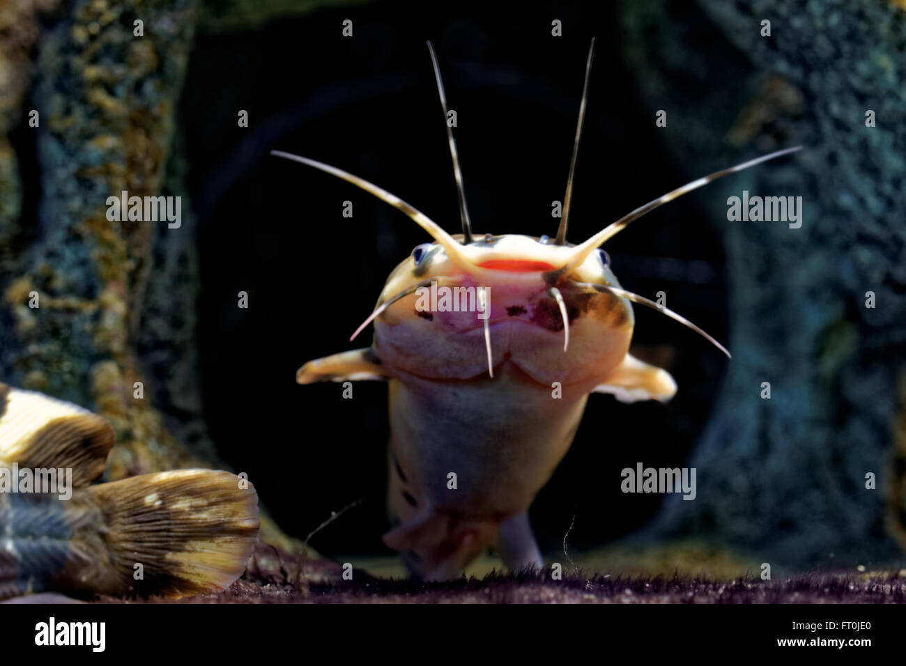 Airbreathing catfish hires stock photography and images Alamy