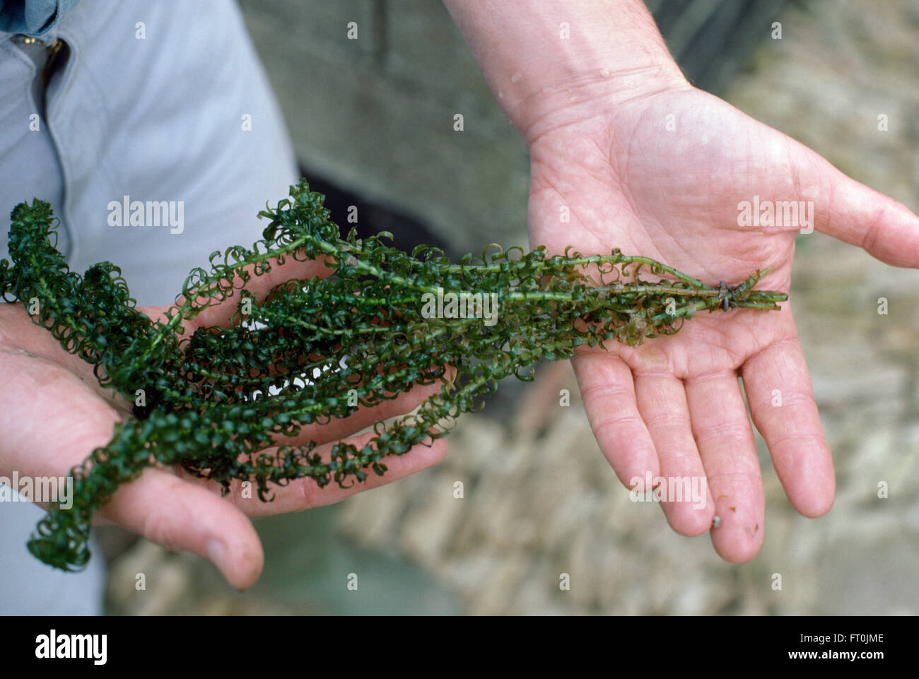 Close-up of hands with a green water plant Stock Photo