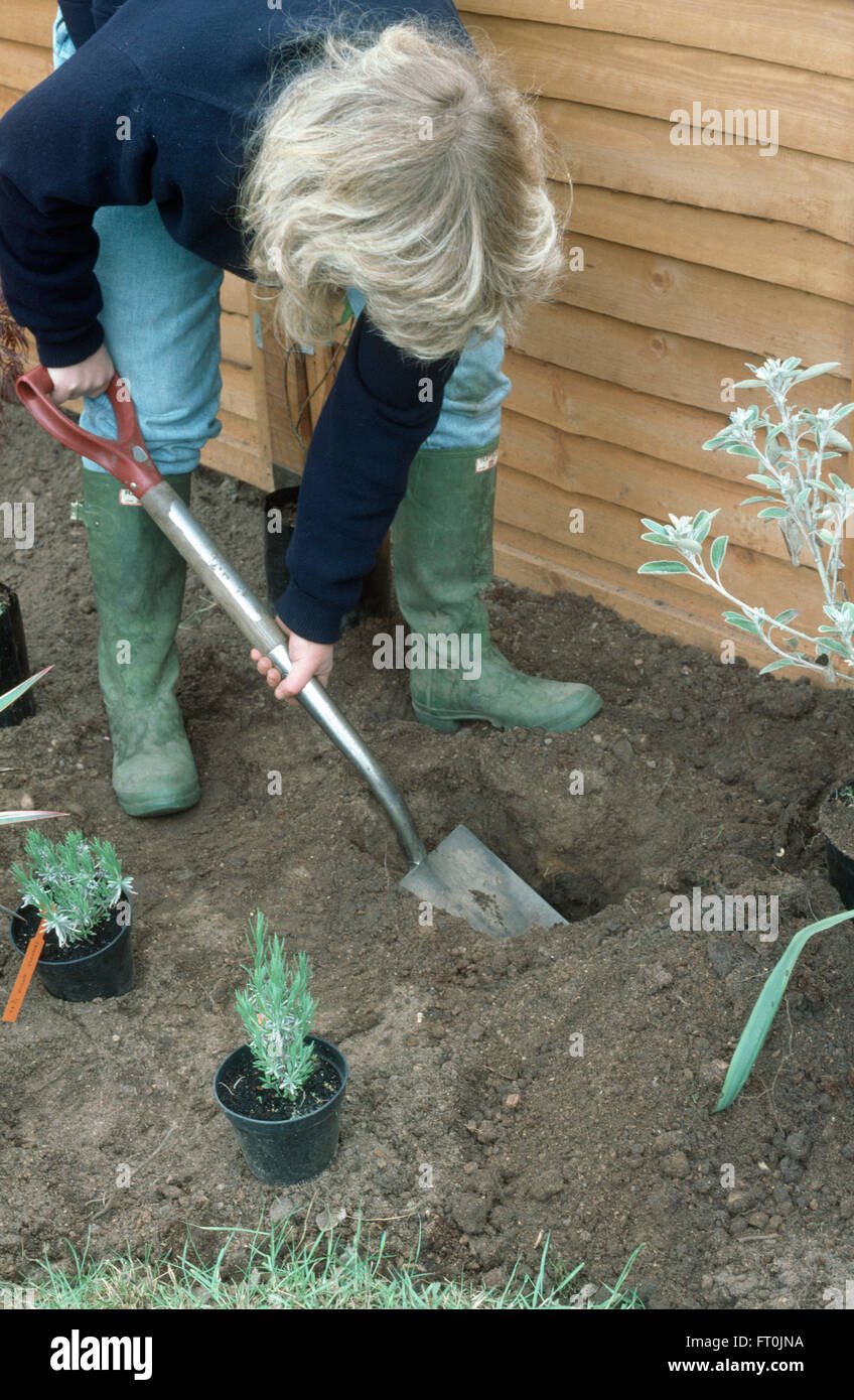 Woman digging a hole in a border before planting lavender     FOR EDITORIAL USE ONLY Stock Photo