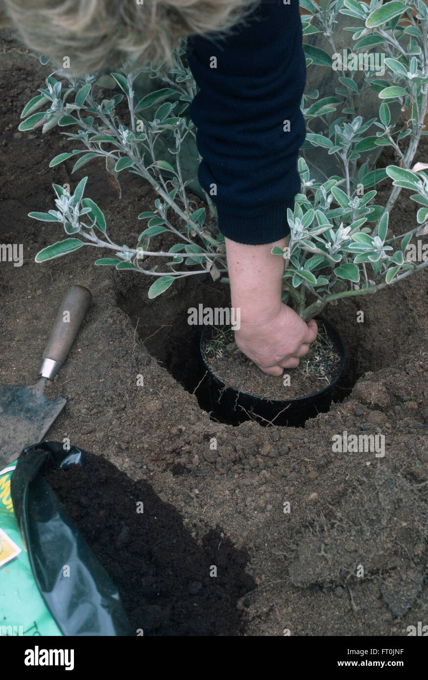 Close-up of hands planting a Senecio in a new border Stock Photo