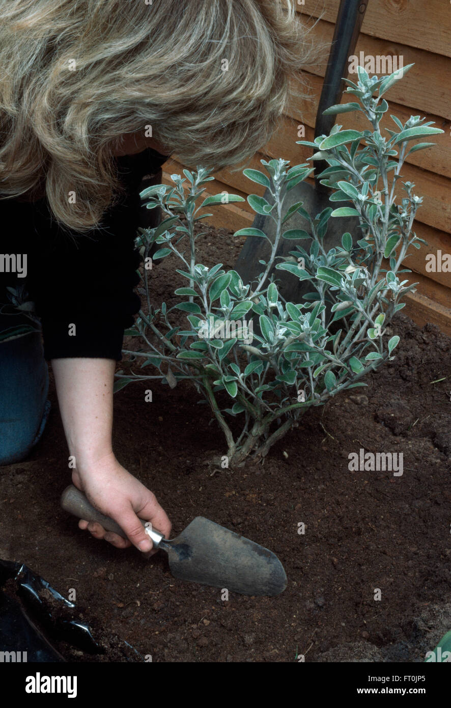Close-up of a woman planting a Senecio in a new border     FOR EDITORIAL USE ONLY Stock Photo