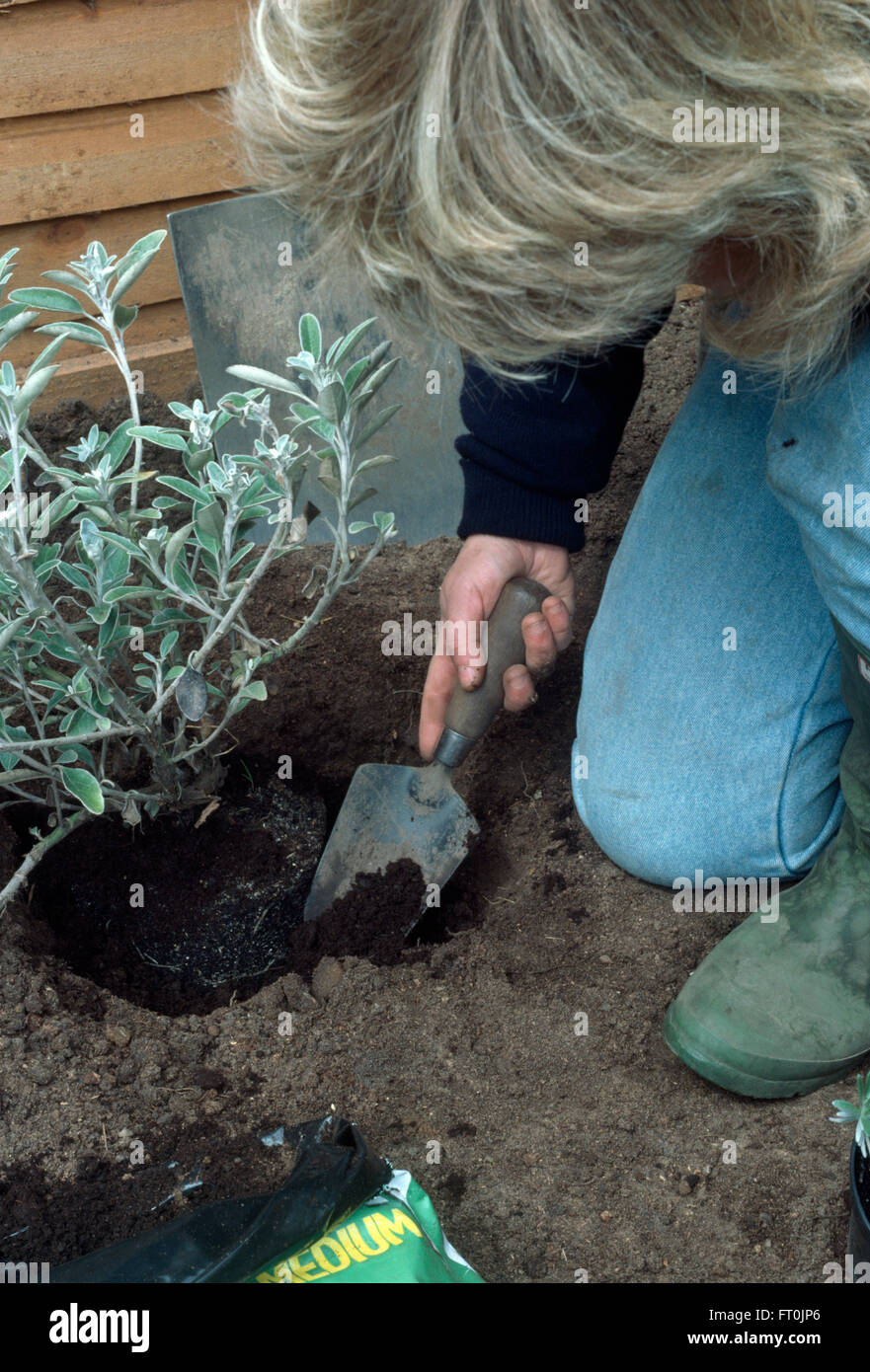 Close-up of a woman adding compost to a newly planted shrub     FOR EDITORIAL USE ONLY Stock Photo