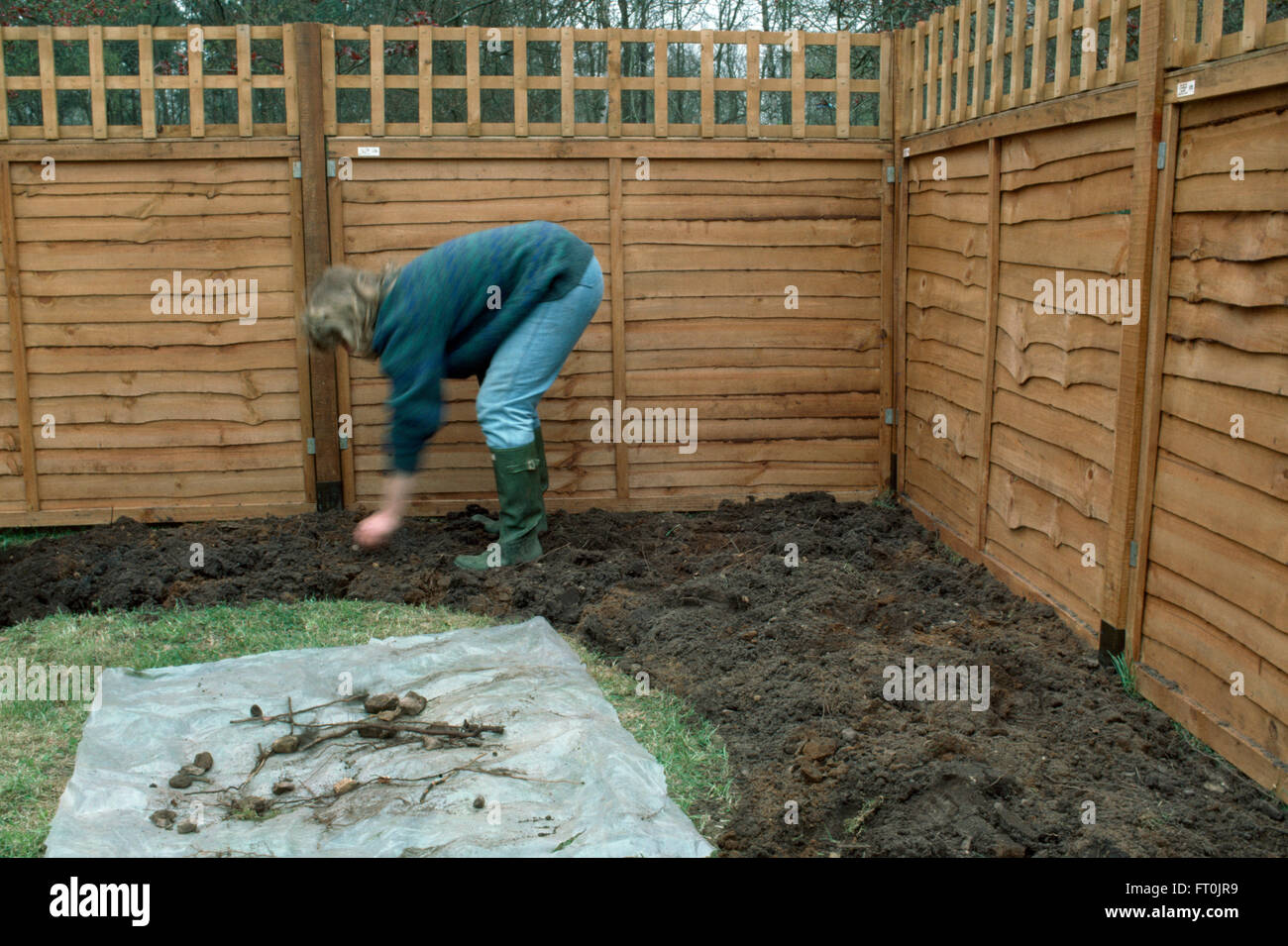 Woman planting bulbs in a new border in a newly renovated garden     FOR EDITORIAL USE ONLY Stock Photo