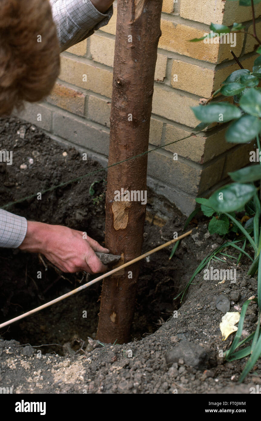 Close-up of a gardener fitting a wooden post in ground to make a rustic wooden pergola Stock Photo