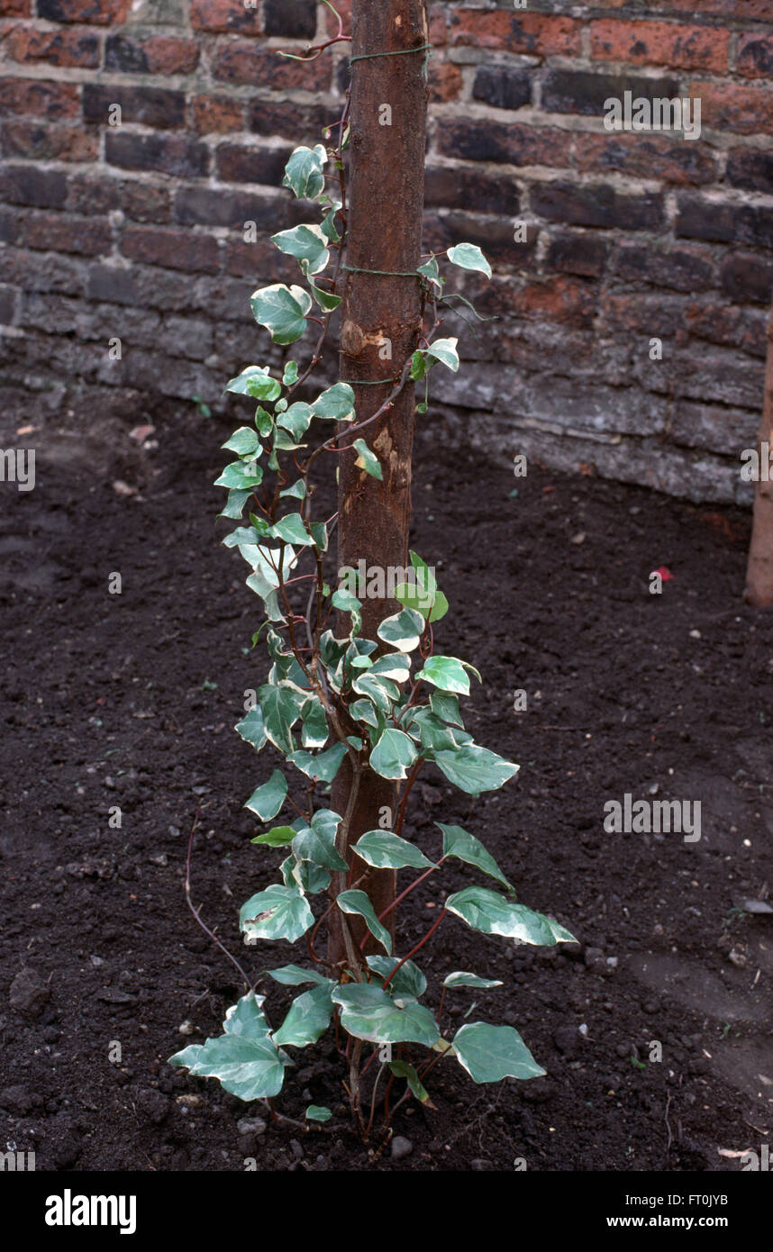 Close-up of a variegated ivy on a wooden post Stock Photo
