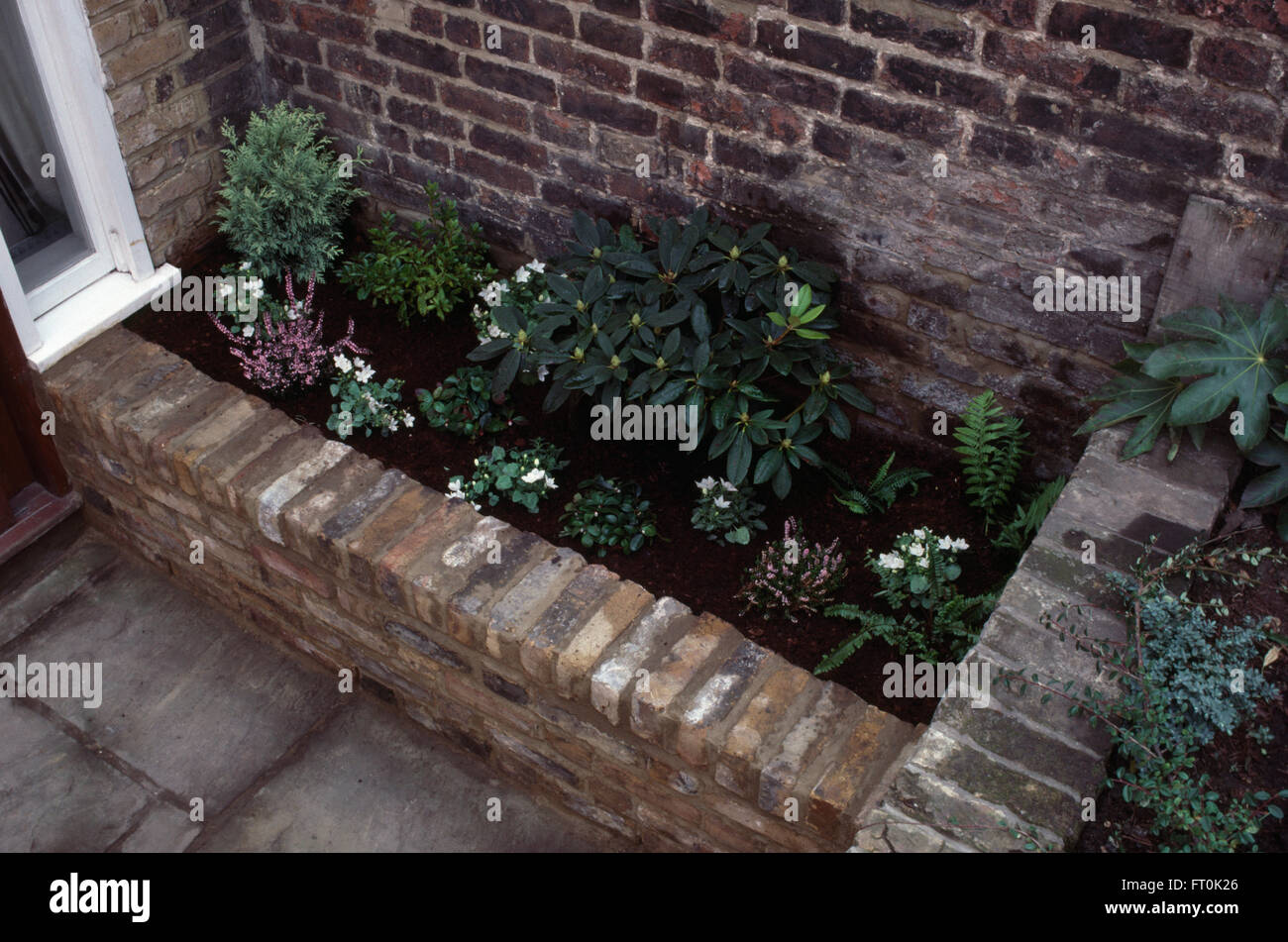 Close-up of small shrubs and heather in a newly planted raised bed Stock Photo