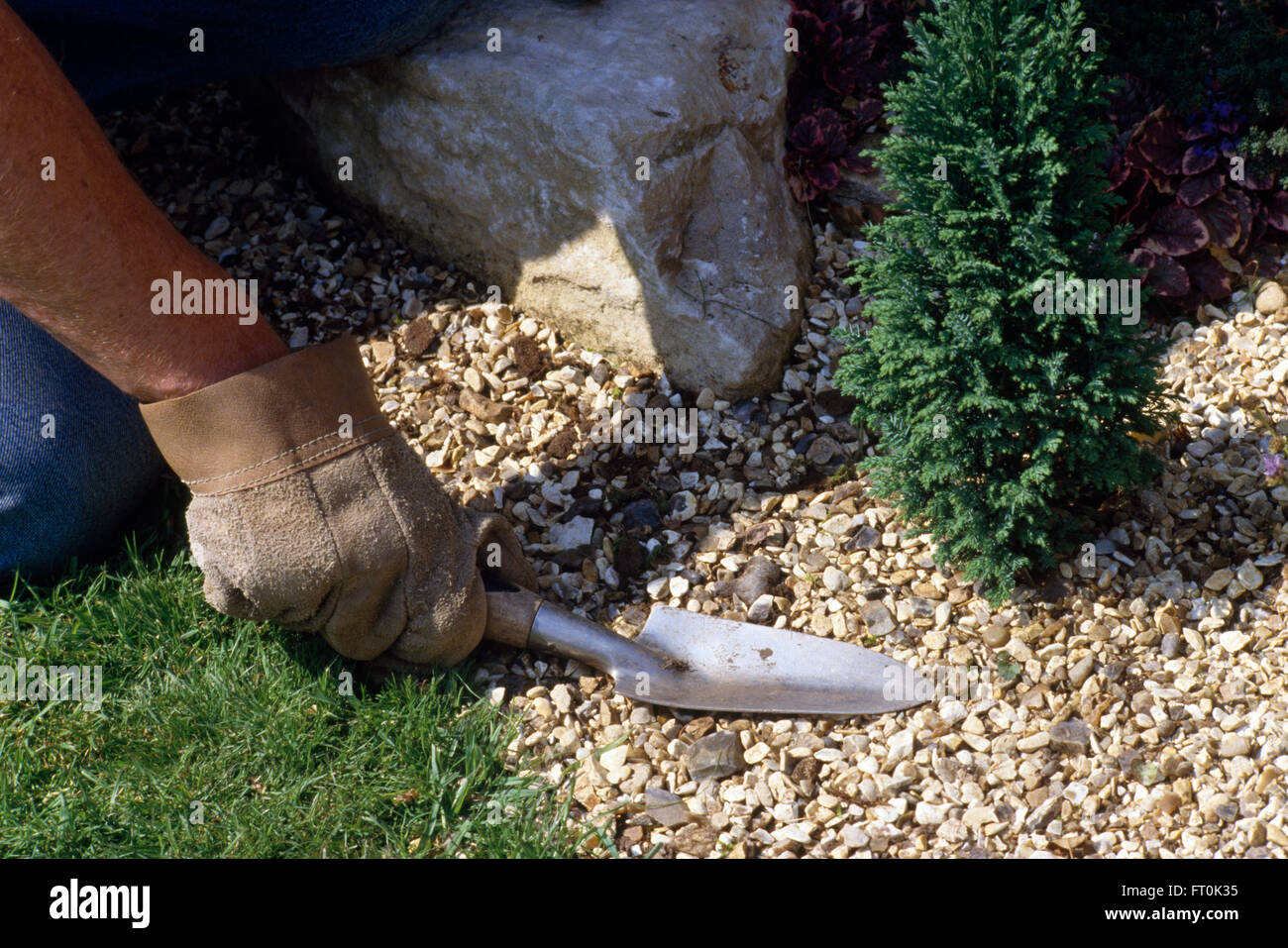 Close-up of hands smoothing down newly applied gravel around a dwarf conifer Stock Photo