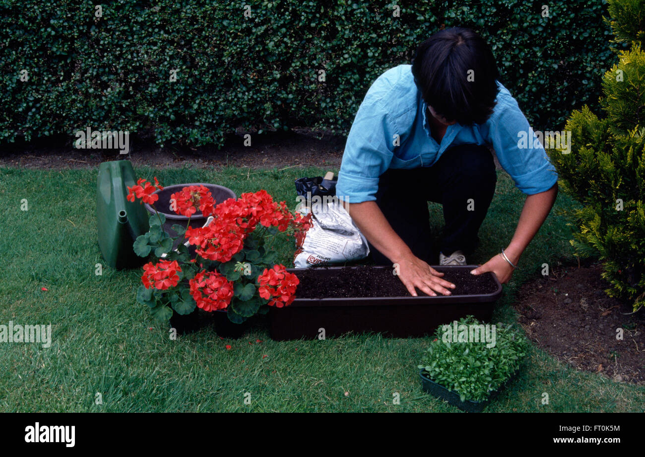 Woman gardener planting red geraniums in a window box     FOR EDITORIAL USE ONLY Stock Photo