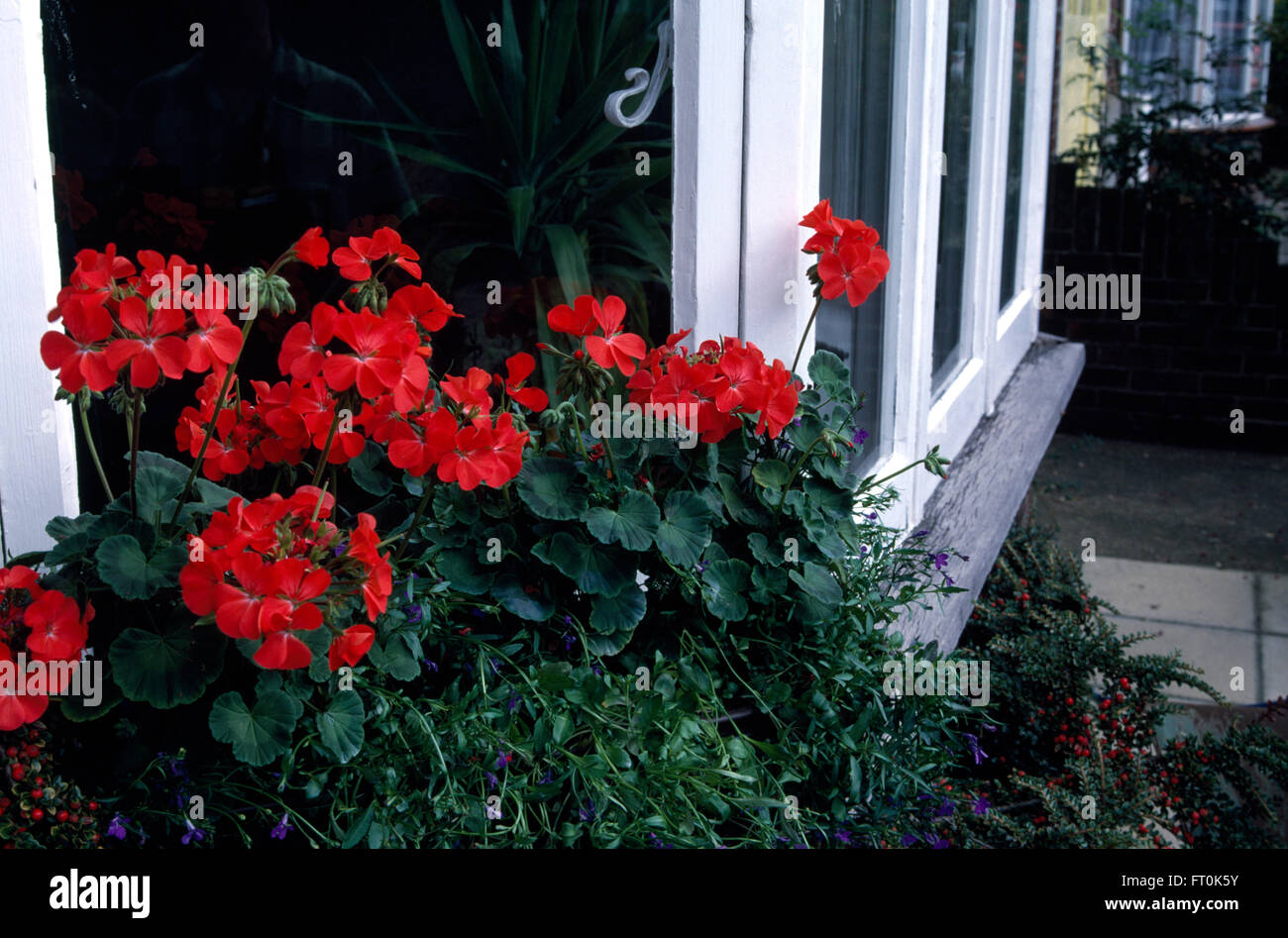 Close-up of red geraniums in a window box Stock Photo