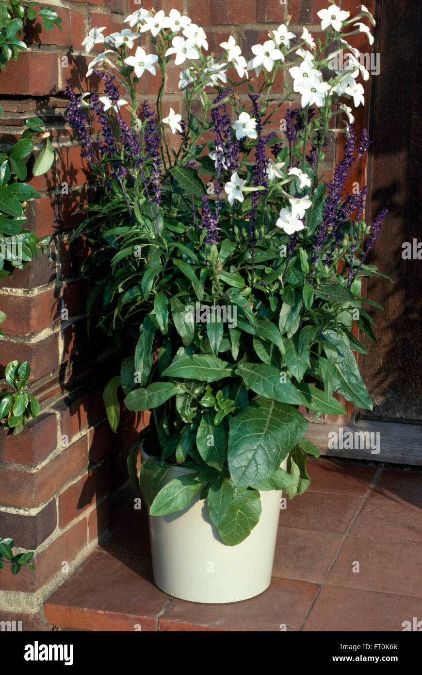 Close-up of white Nicotiana with tall blue Salvia in a white pot Stock Photo