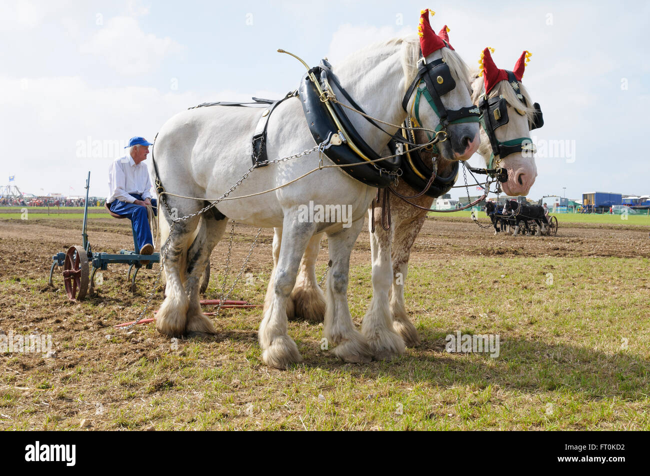 A ploughman sits on a  plough drawn by two Shire horses at the Great Dorset Steam Fair, Tarrant Hinton, England Stock Photo