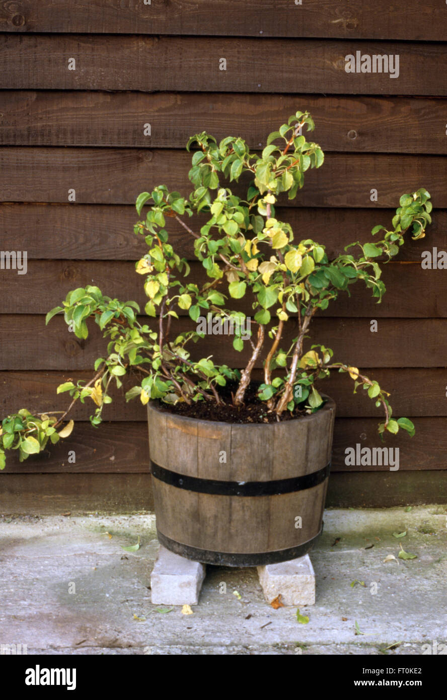 Close-up of a newly planted hydrangea in a wooden barrel Stock Photo