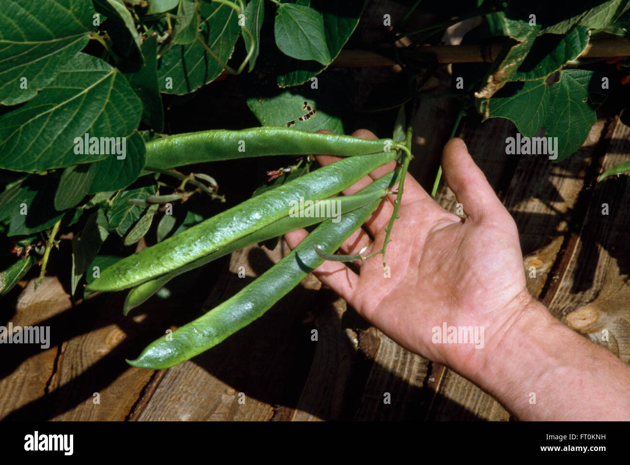 Close-up of hand holding a plant of runner beans Stock Photo