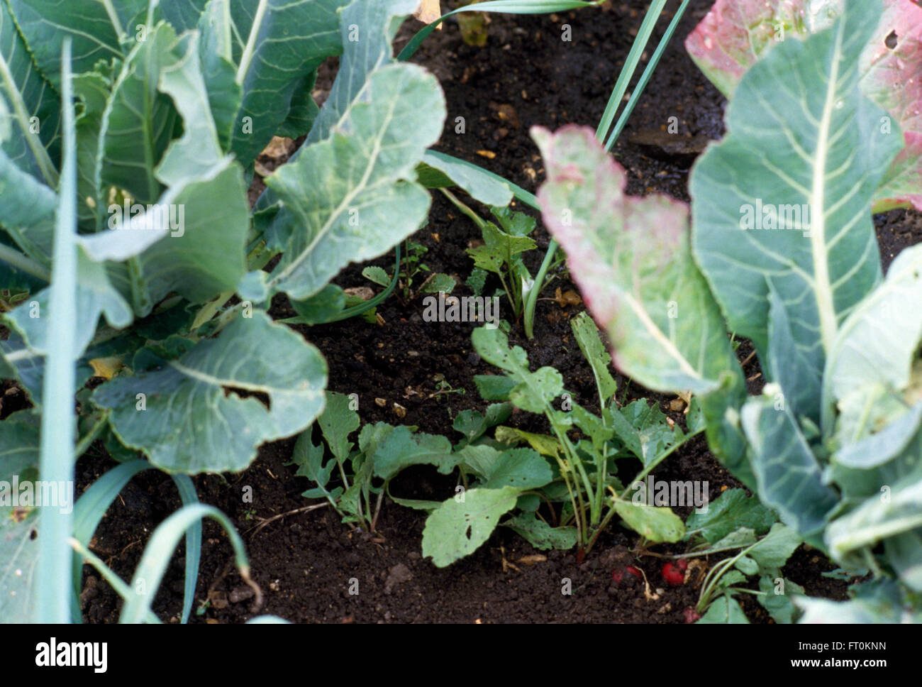 Close-up of cabbages in a small vegetable plot Stock Photo