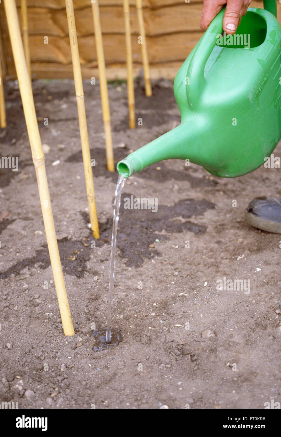 Watering the seeds hires stock photography and images Alamy