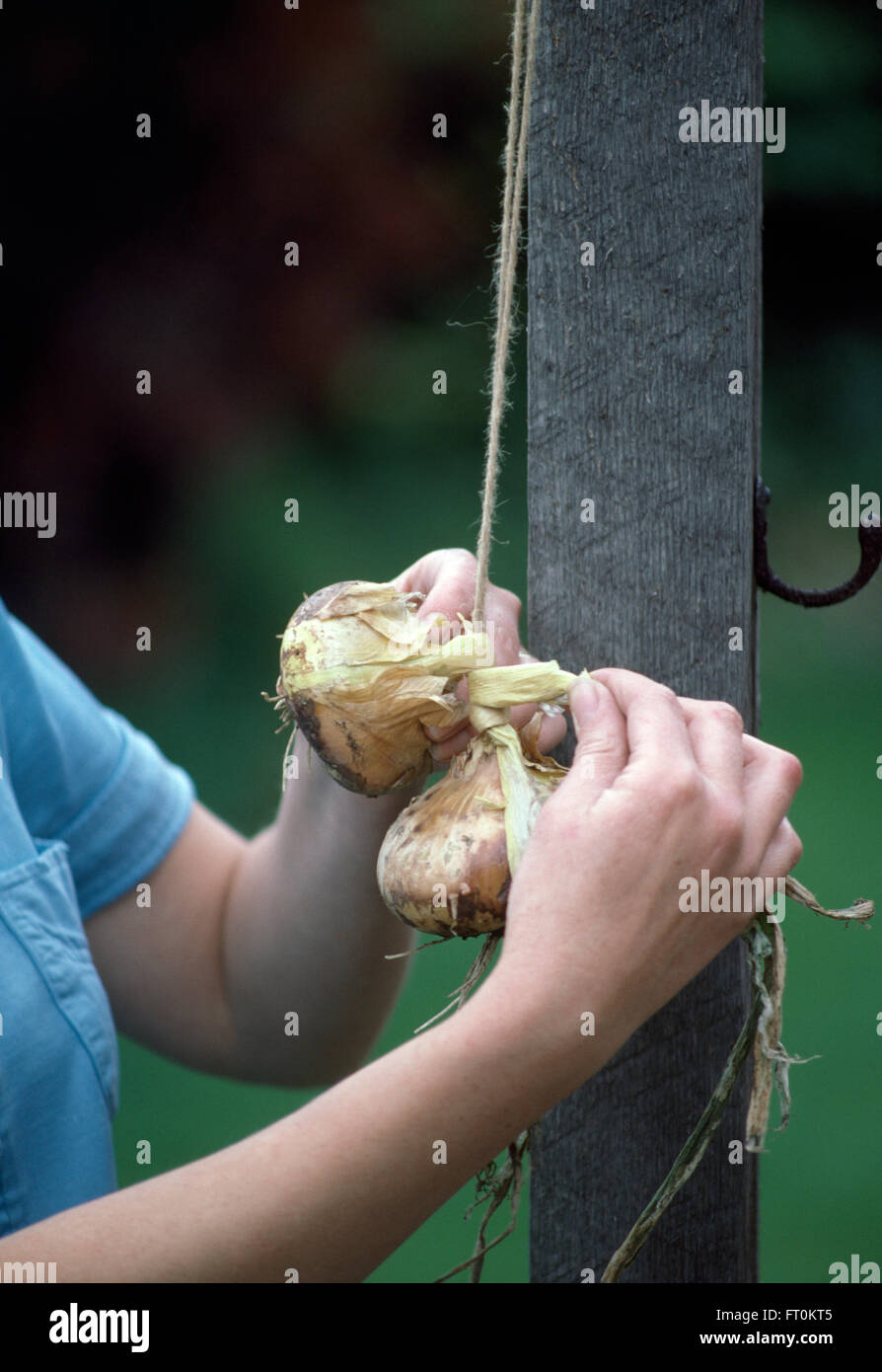 Close-up of hands stringing onions Stock Photo