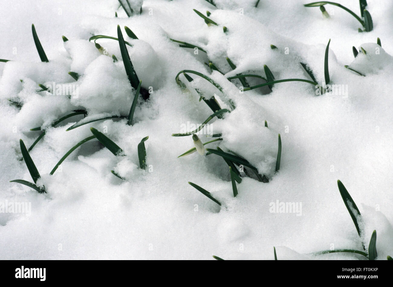 Close-up of snowdrops emerging from snow Stock Photo