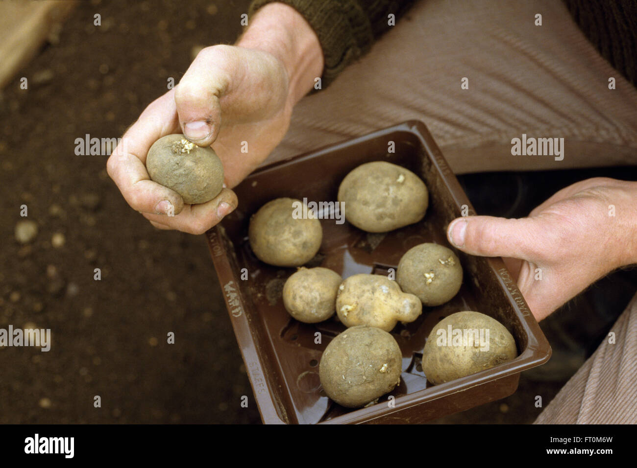Close-up of a gardener with a small box of chitted potatoes Stock Photo