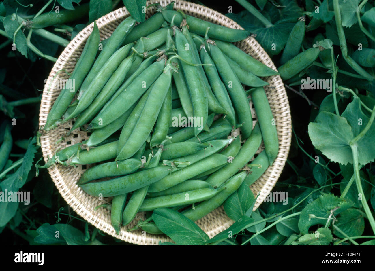 Close-up of a basket of freshly picked peas Stock Photo