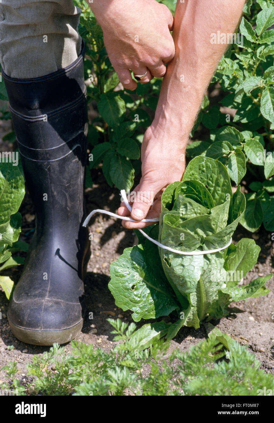 Close-up of a gardener tying up a cos lettuce with string Stock Photo
