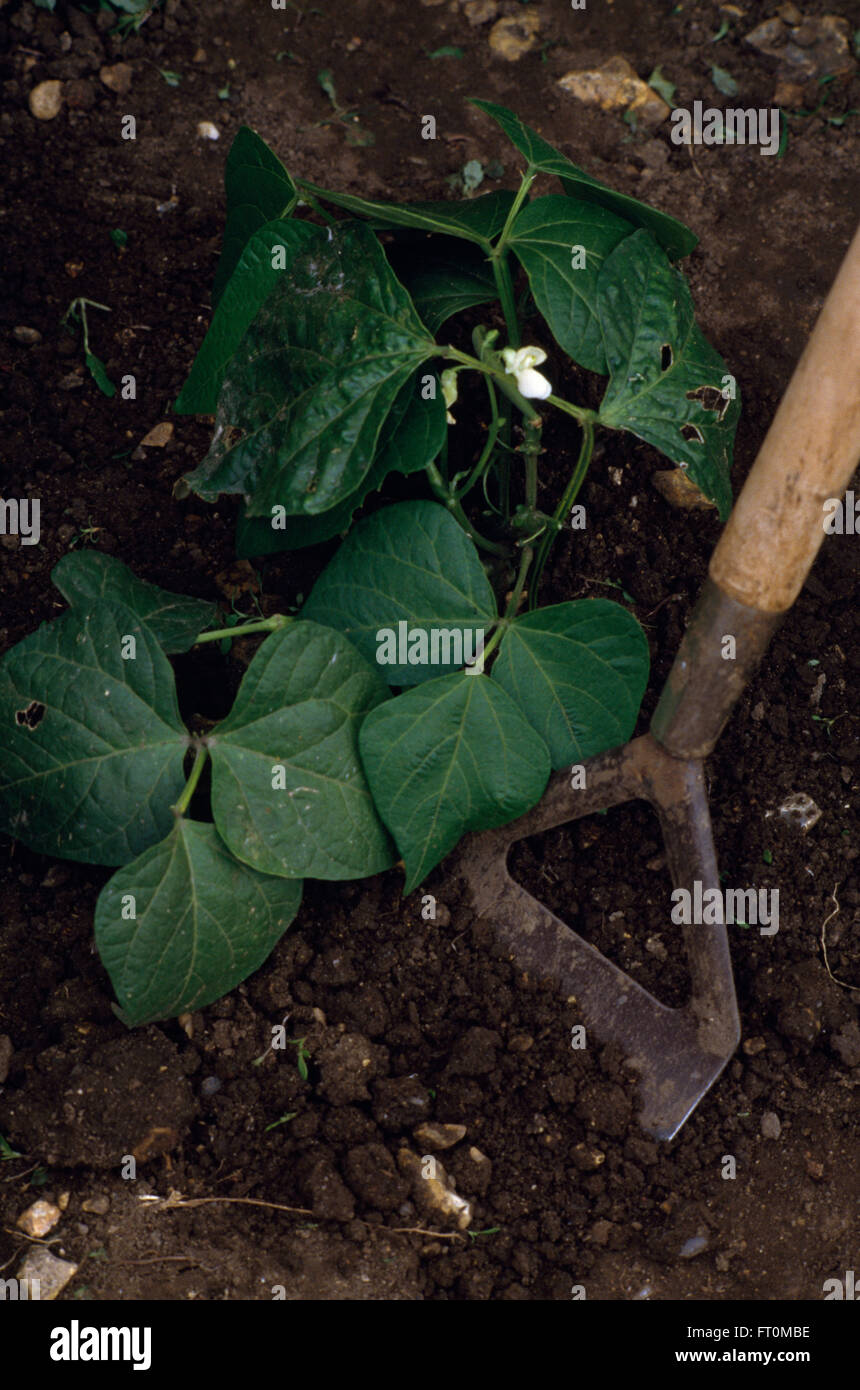 Close-up of a hoe with a runner bean plant Stock Photo
