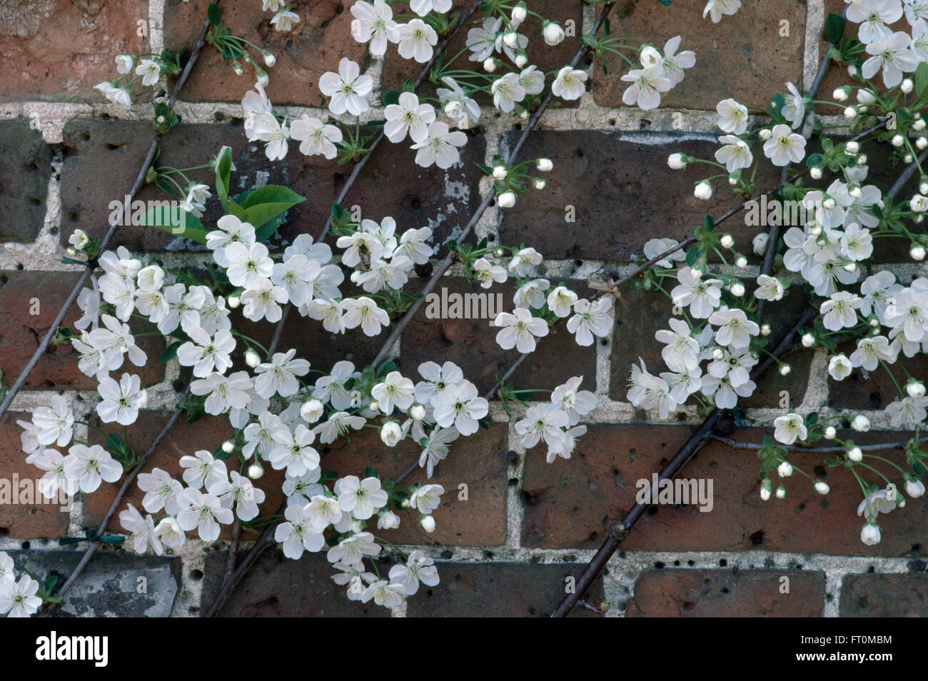 Close-up of a white blossomed espaliered cherry on a brick wall Stock Photo