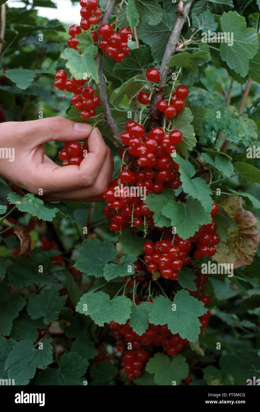 Currants fruit hi-res stock photography and images - Alamy