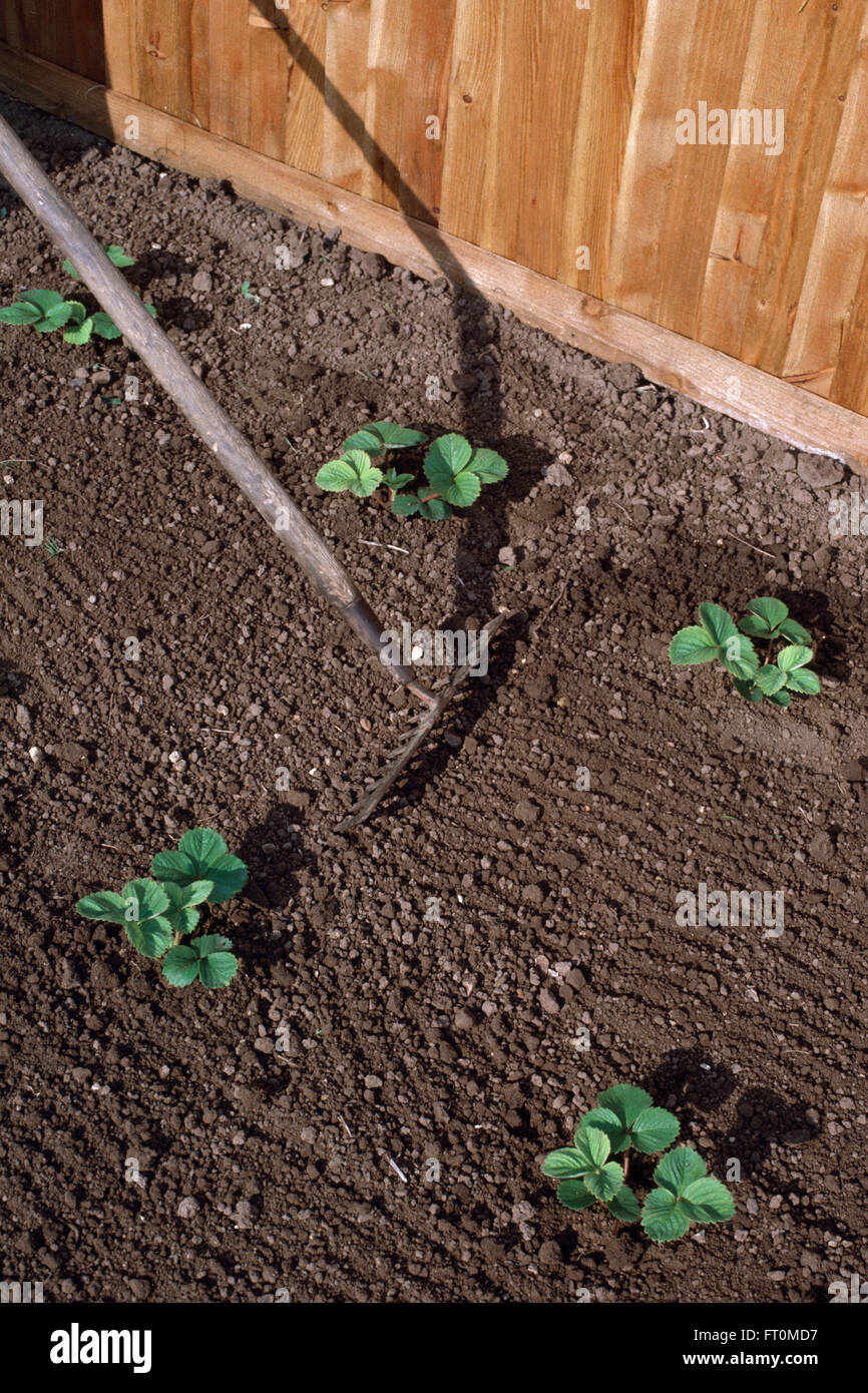 Close-up of raking a bed with newly planted strawberries Stock Photo
