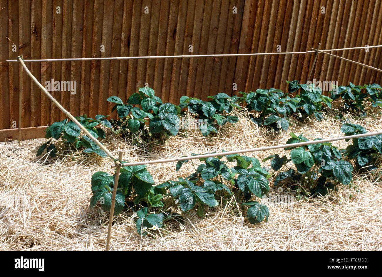 Close-up of strawberries growing in straw in a bed edged with canes ...