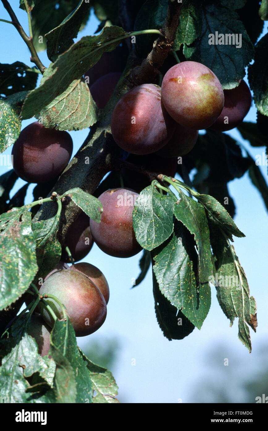 Victoria plums hires stock photography and images Alamy
