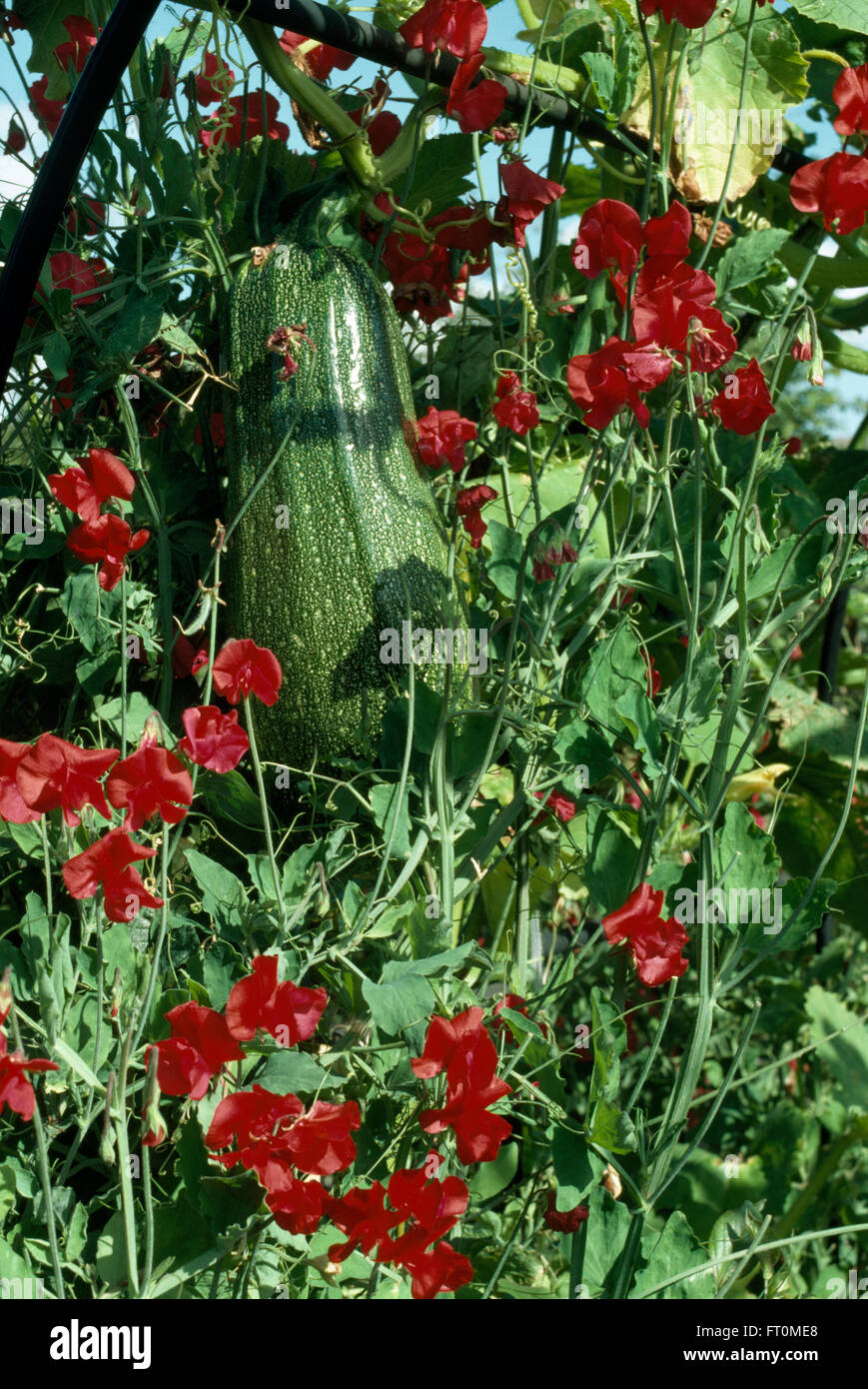 Closeup of red sweet peas climbing around a vegetable marrow Stock Photo Alamy