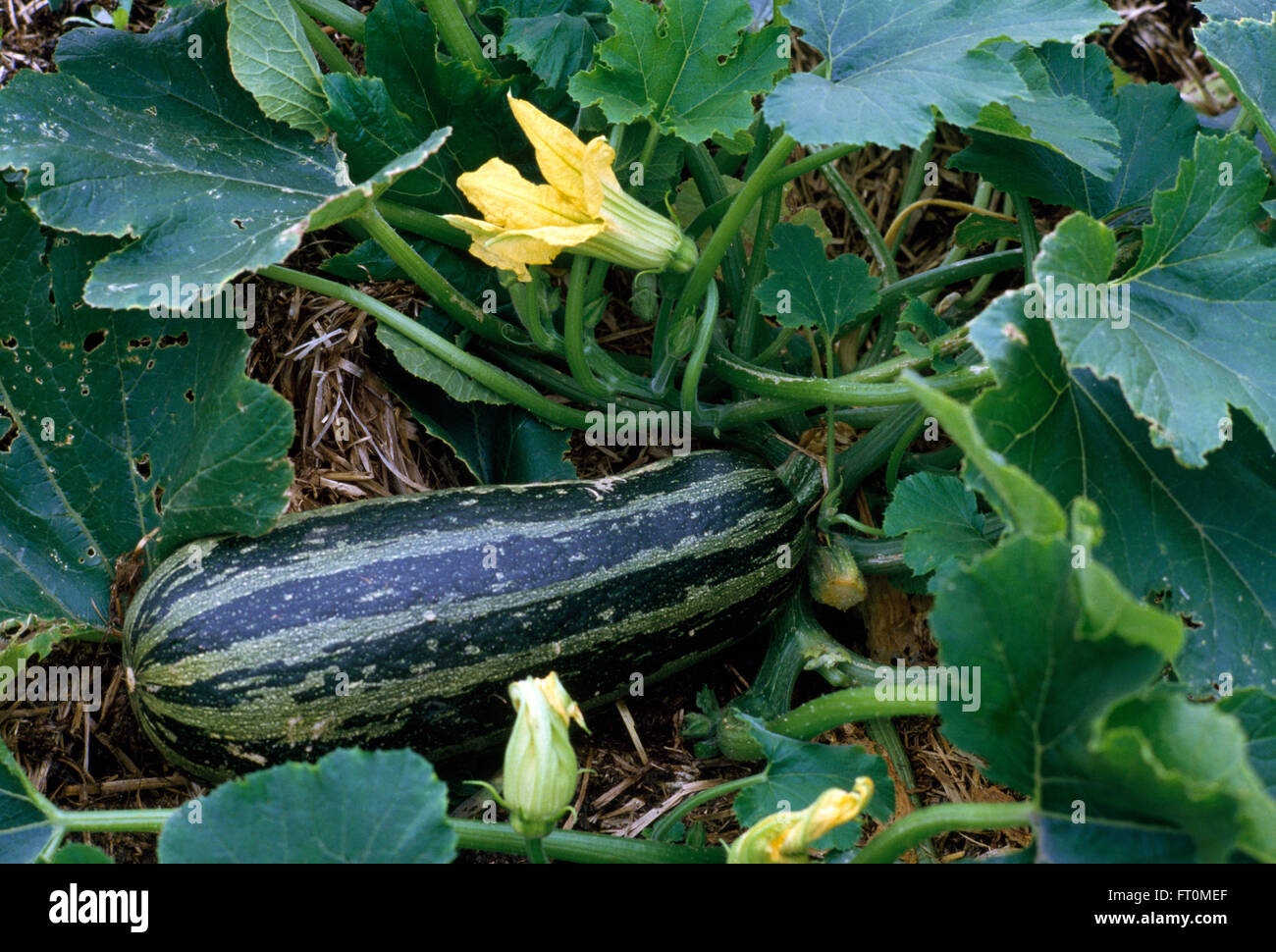 Close-up of a vegetable marrow with yellow flowers growing in a vegetable garden Stock Photo