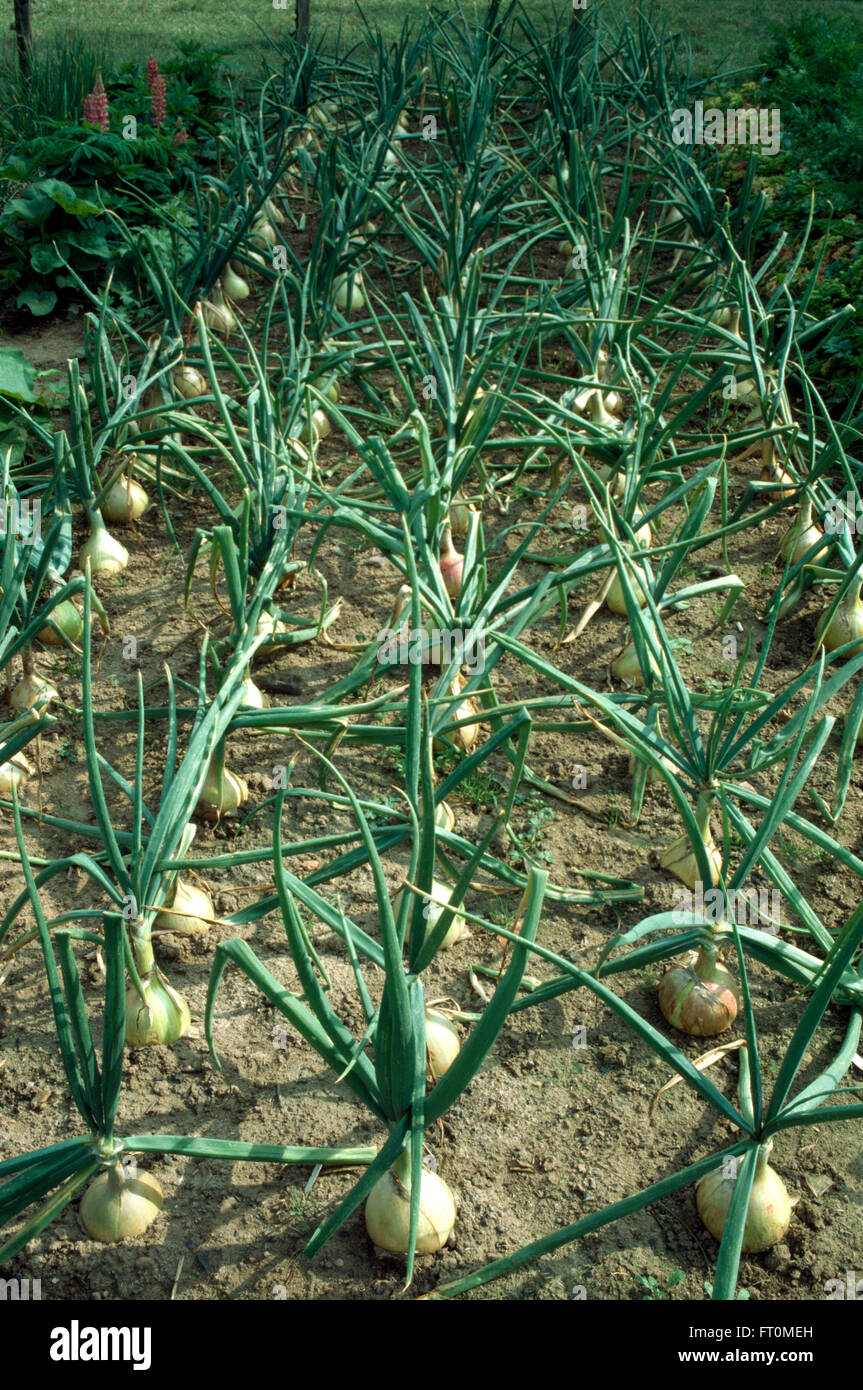 Vegetable onions hi-res stock photography and images - Alamy