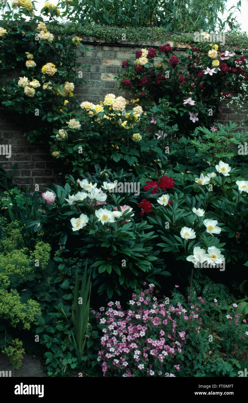 White peonies under-planted with night-scented stock in border of a walled garden with pale yellow climbing roses Stock Photo