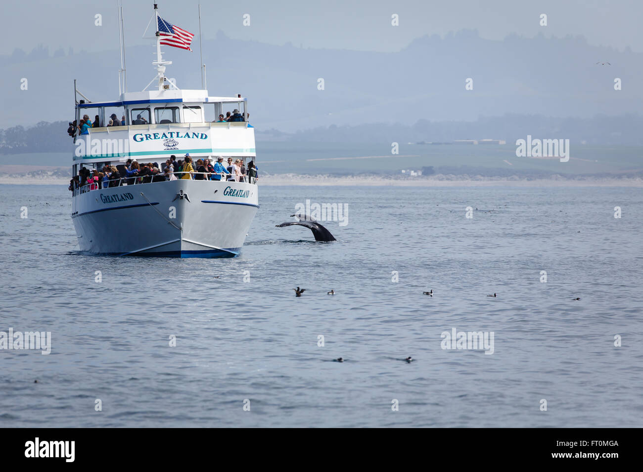 Whale watchers in boat off California coast see whale flukes up close Stock Photo