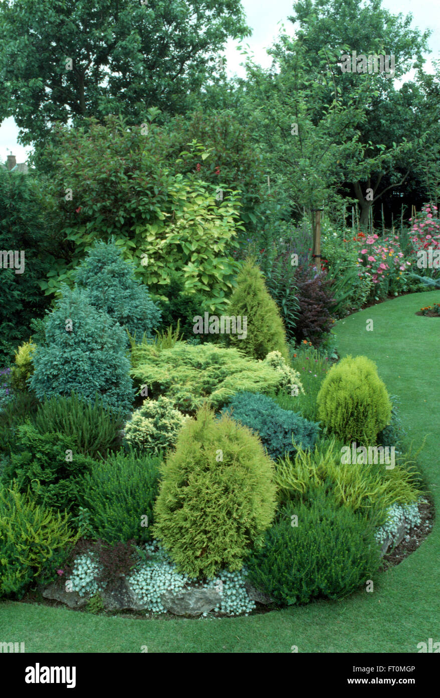 Low growing conifers in a well stocked border in a suburban garden in
