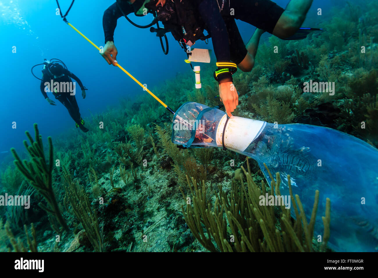 Scuba divers collecting invasive scorpion fish on reef to improve reef ecosystem Stock Photo