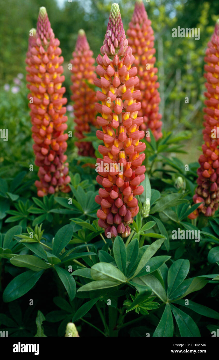 Closeup of orange lupins Stock Photo Alamy