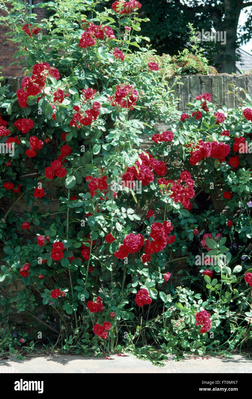 Red climbing roses hires stock photography and images Alamy