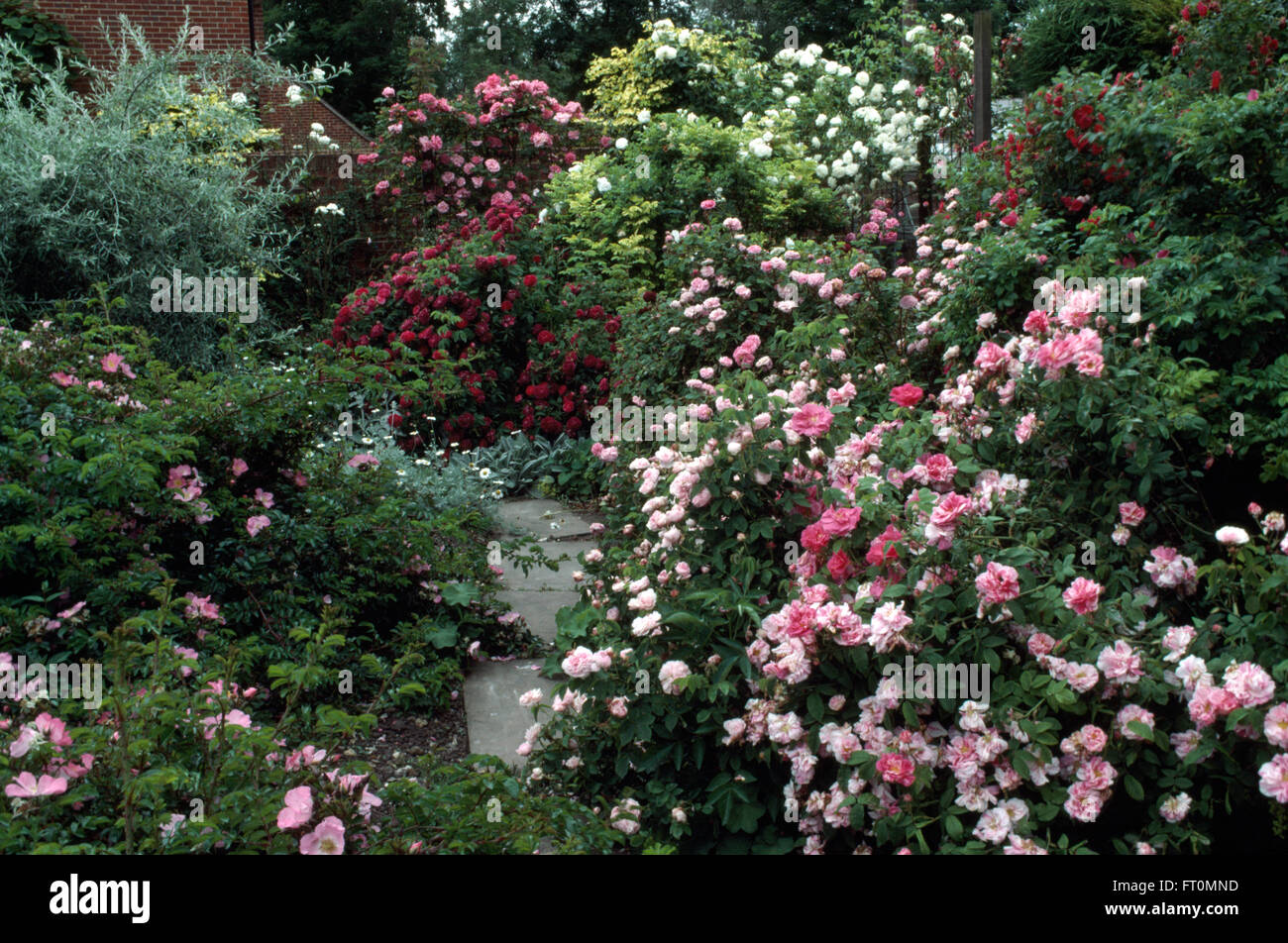 Profusely flowering pink roses in a densely planted border in a town